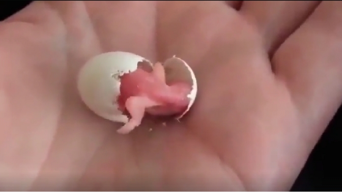 bird hatching video
