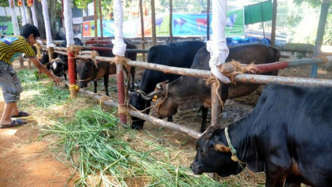 dairy farm