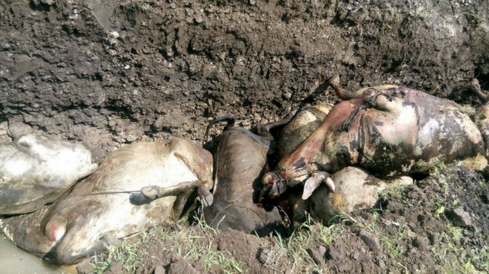 palakkad temperature rise calf died