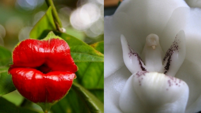 15 orchids which resembles some other things