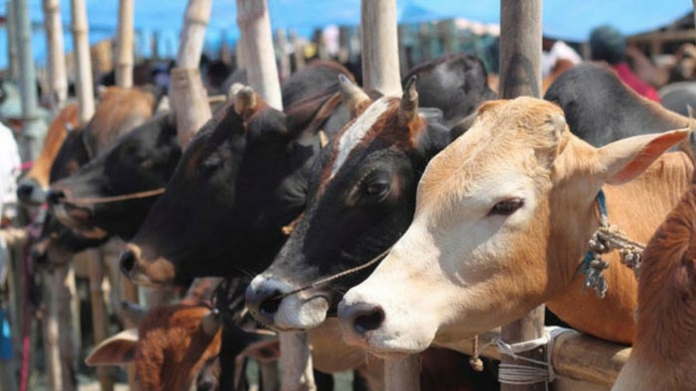 slaughter ban
