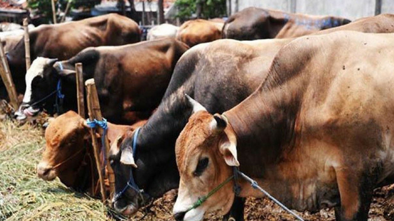 cow slaughter no stay for slaughter ban national cow ministry to be formed in nation yotuh killed accusing of cow smuggling