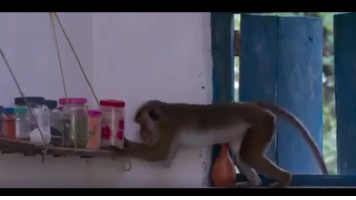 monkey stealing food from kitchen