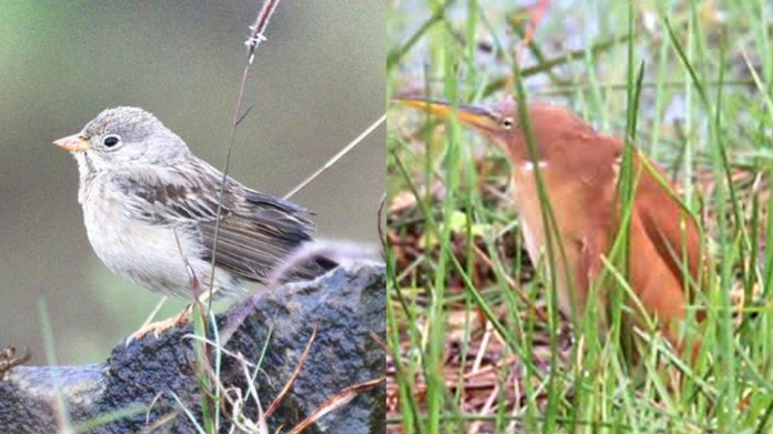 three bird varieties found from aralam sanctuary