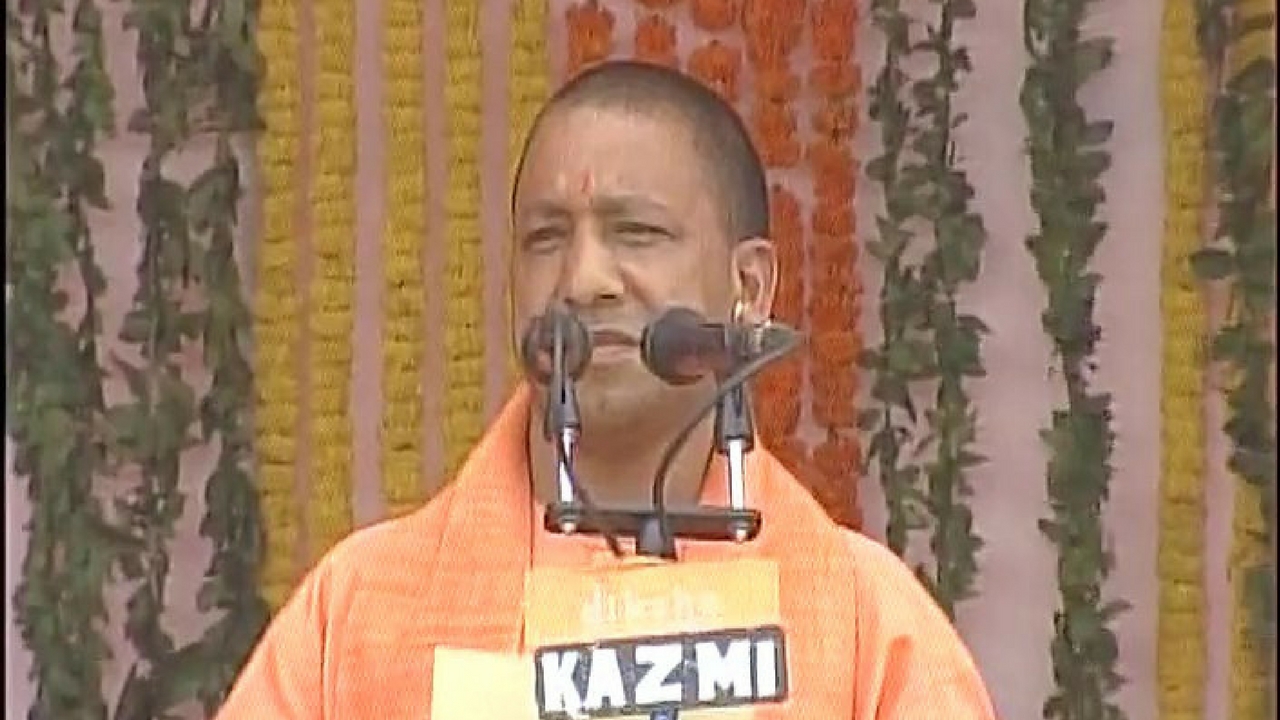 yogi
