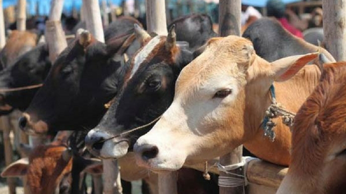 Adhar distributed for cows in Jharkhand cattle slaughtering prohibited centre cow should made national animal rajastan highcourt cow smuggling 2 killed man killed by goraksha activists