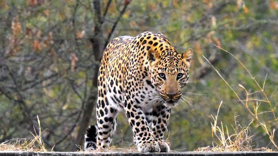 leopard