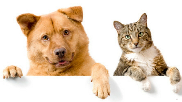 cat and cow