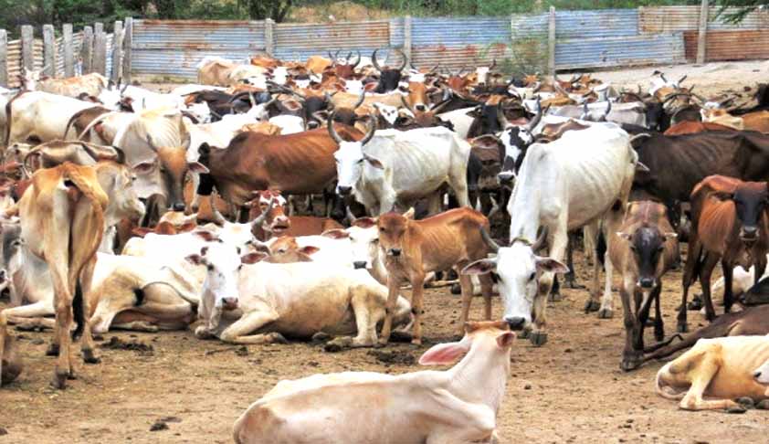 Cattle-Slaughter-Ban