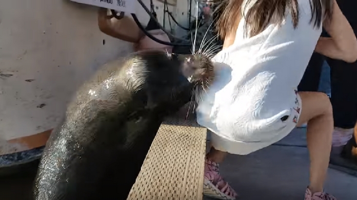 Sea lion drags girl Steveston waters