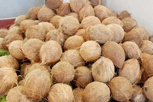 cocunut