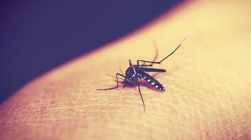 dengue fever grips kerala New dengue virus found in Kerala