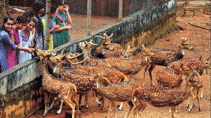 tripunithura hill palace deer gets more facilities