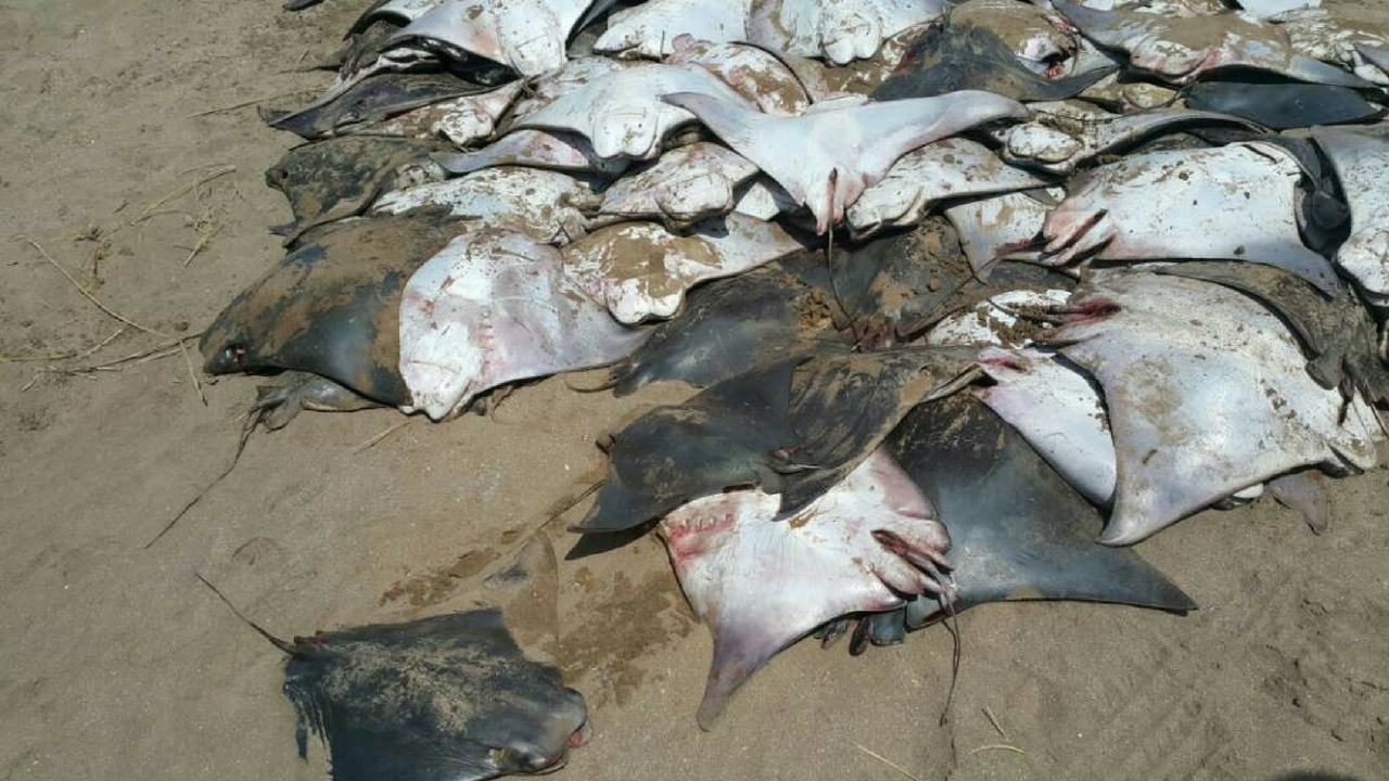 fish