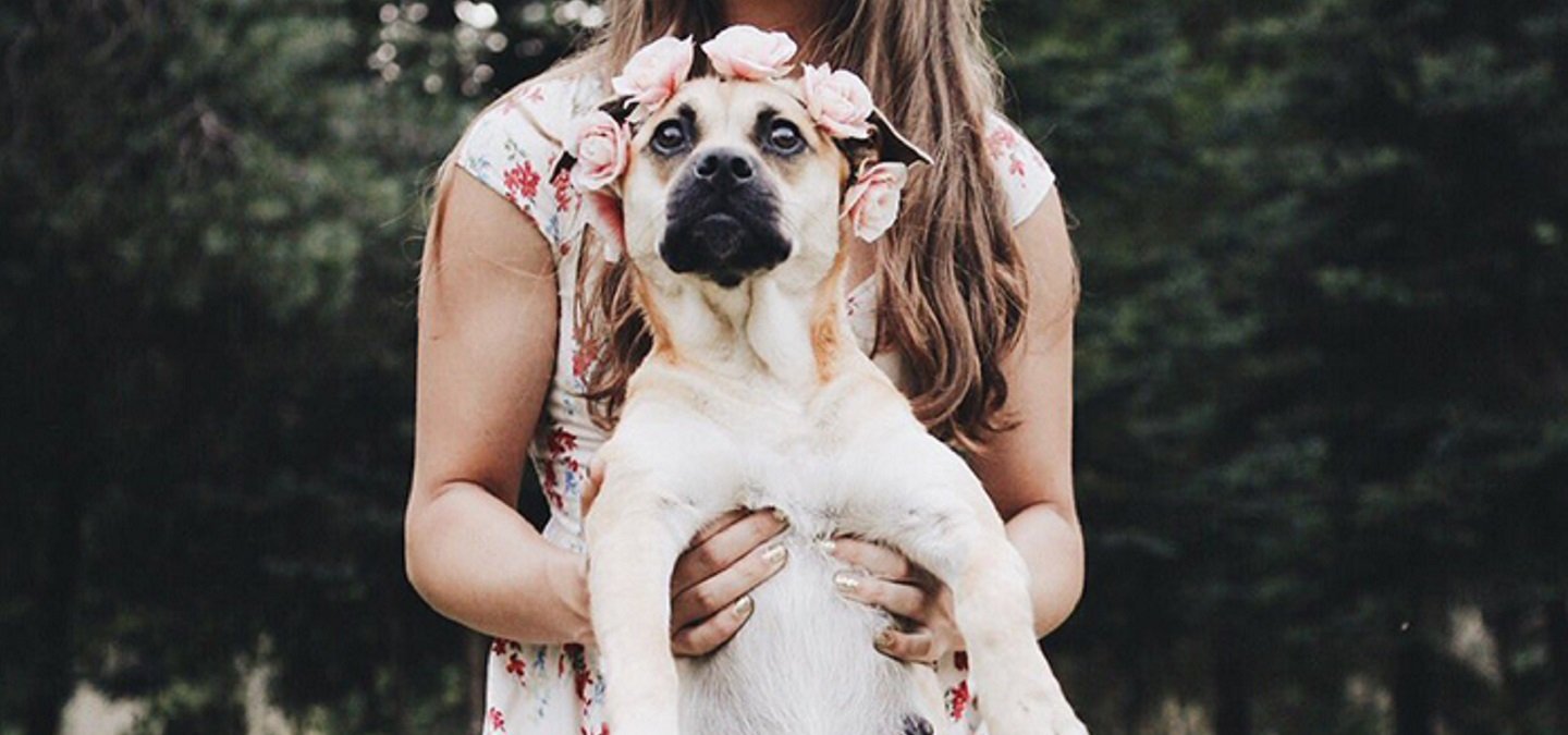 Dog’s Maternity Photoshoot