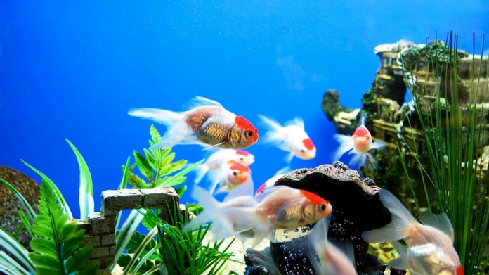 fish