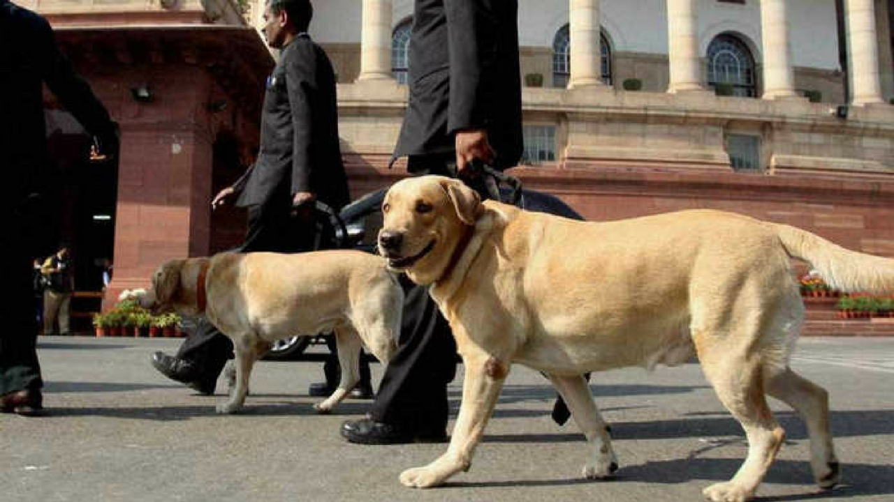 DOGS INDIA