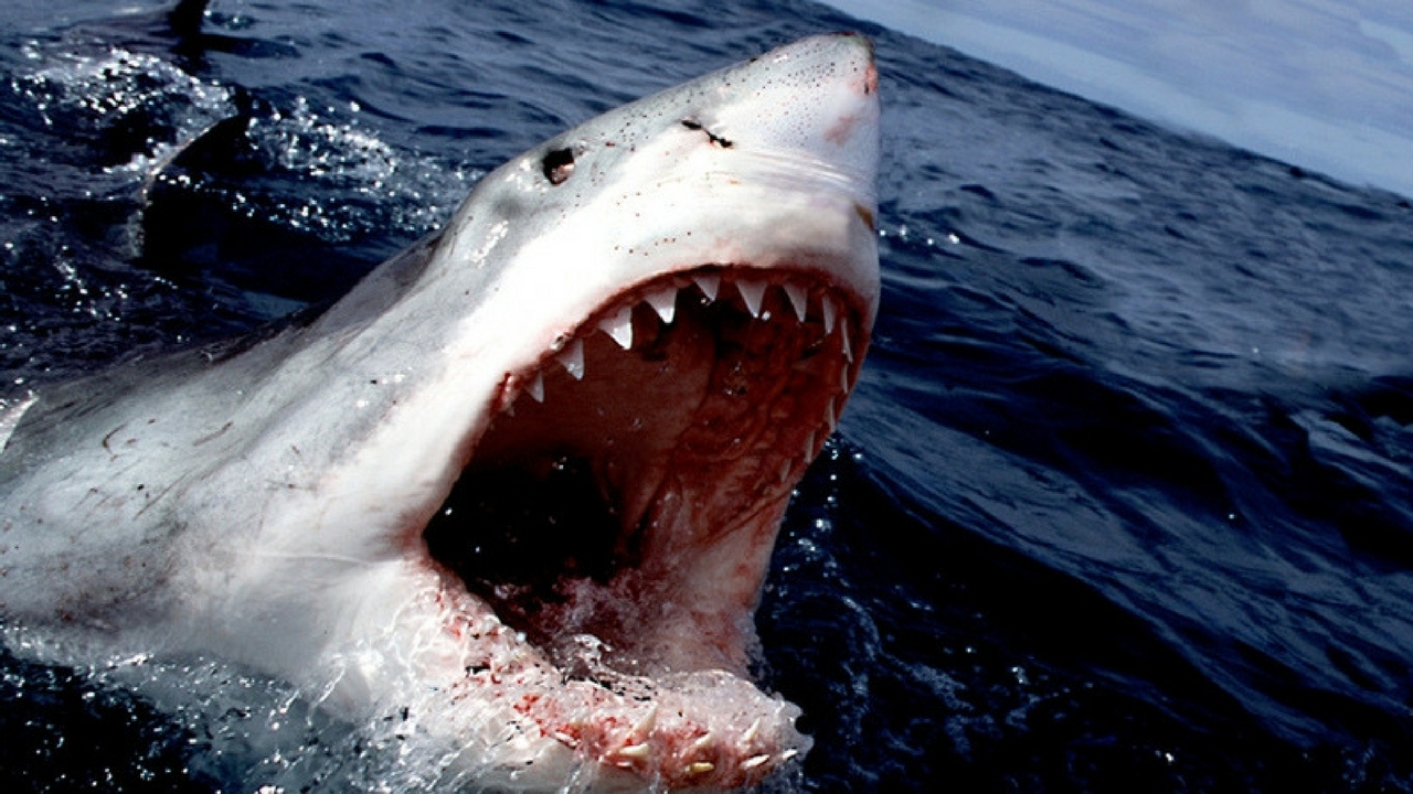 MOST DANGEROUS ANIMALS (1)