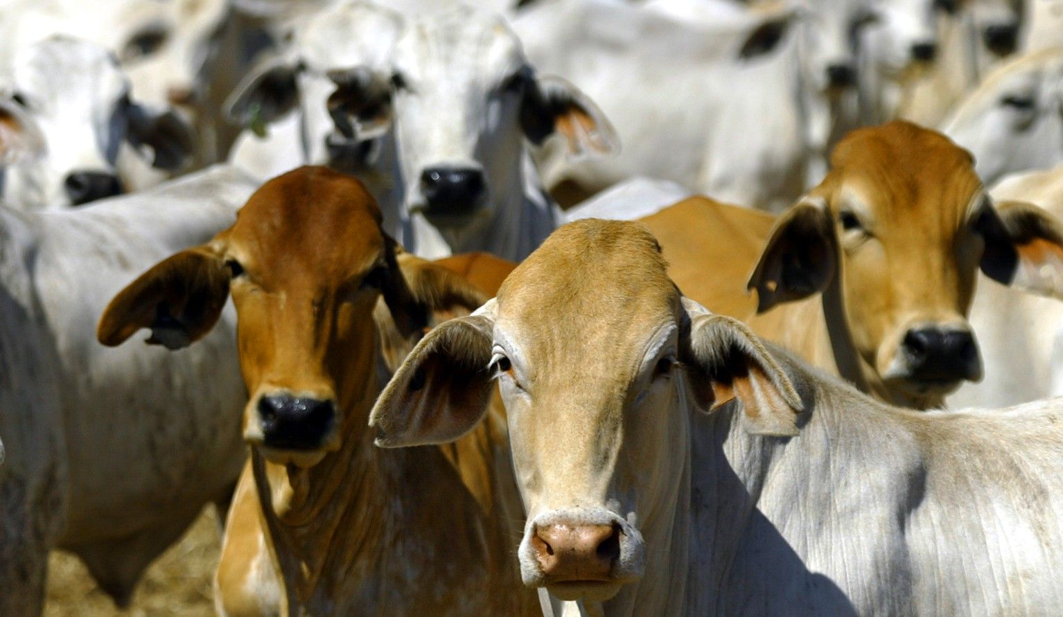 cow.cow
