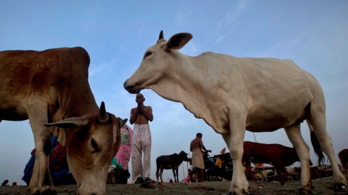 cow