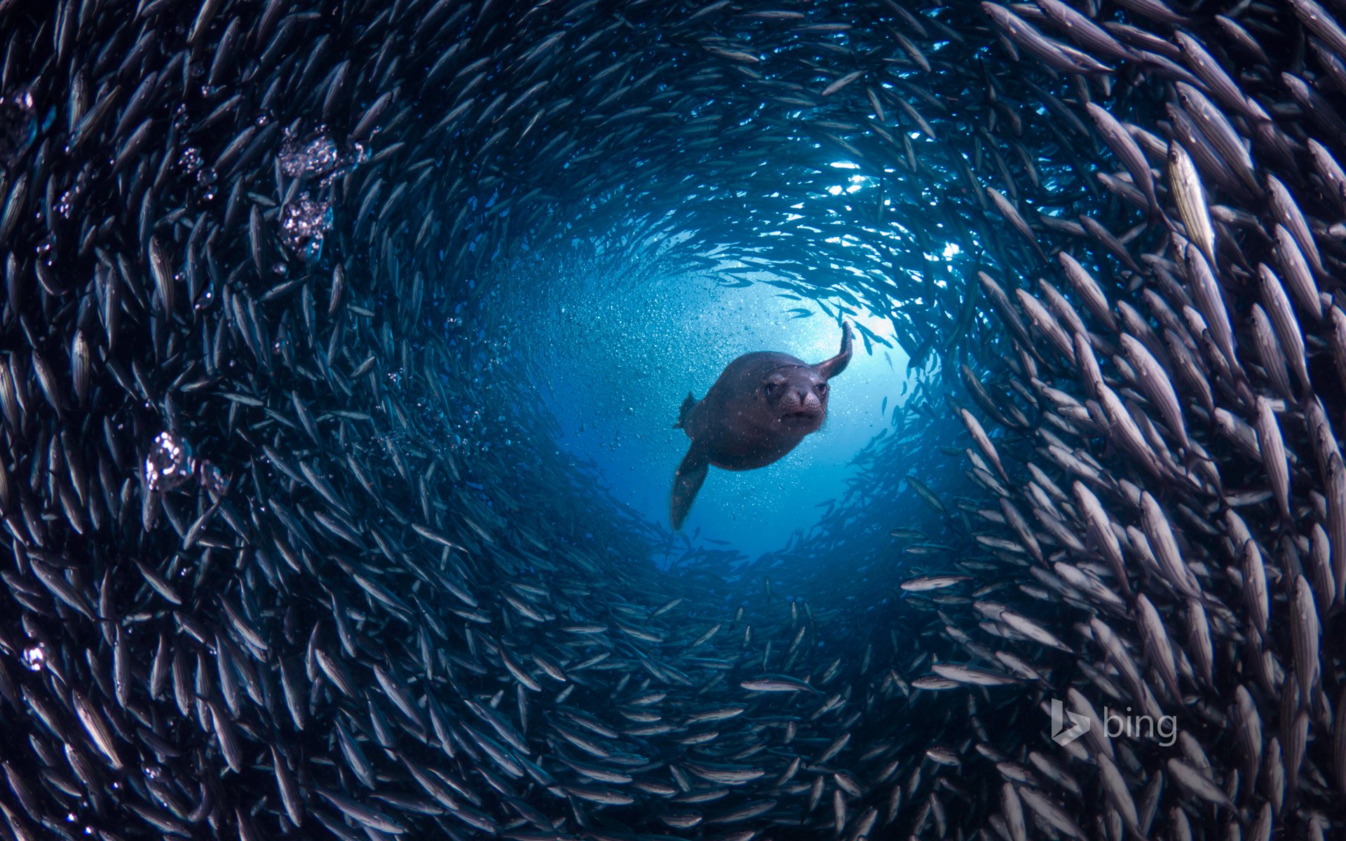 deep sea fishes