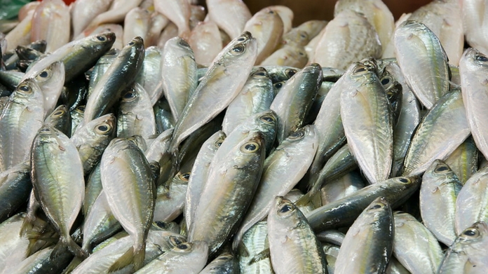 fish