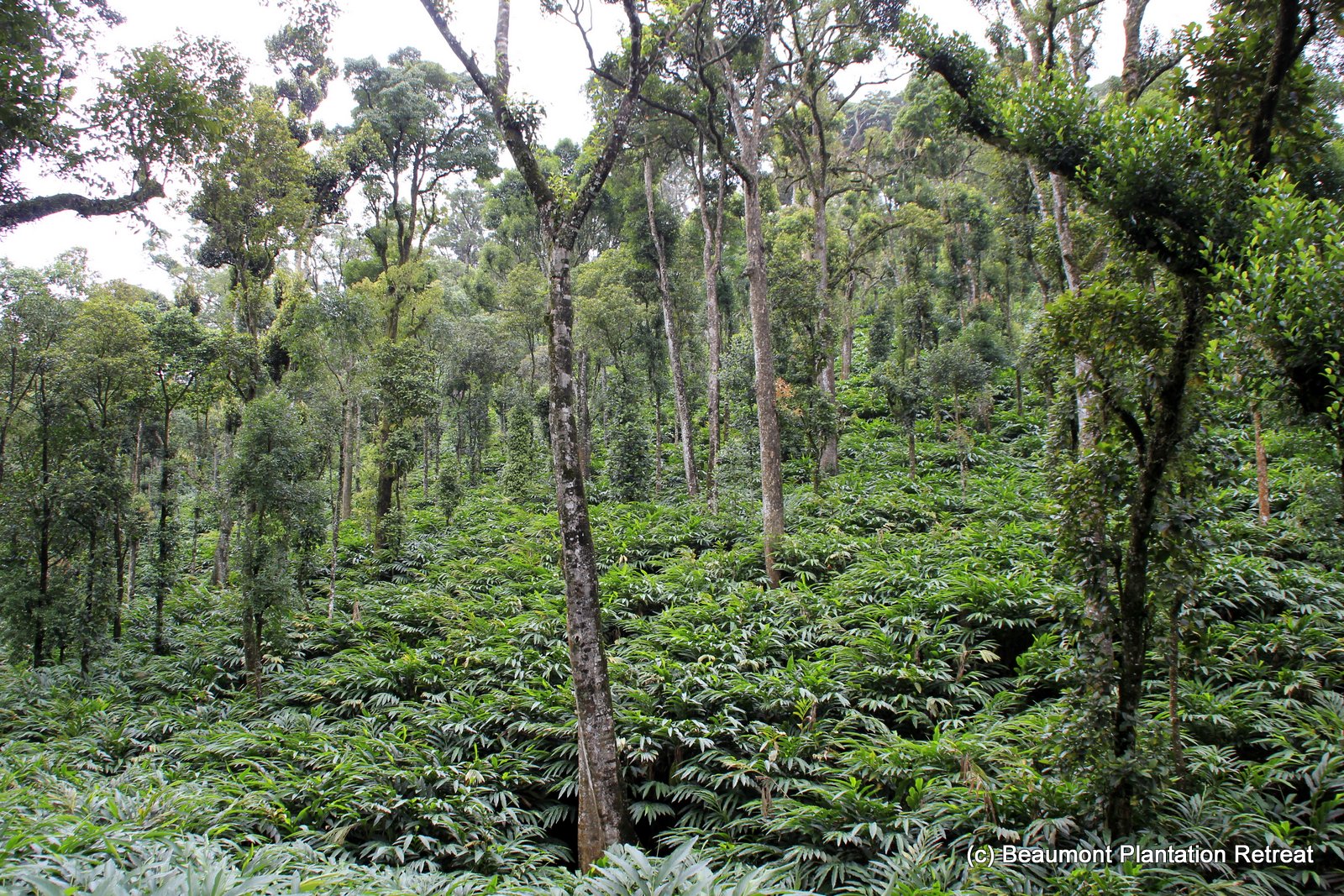 forest