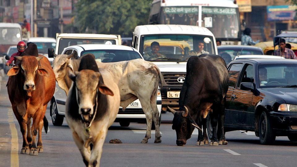 police-jeep-tries-to-save-cow-kills-woman