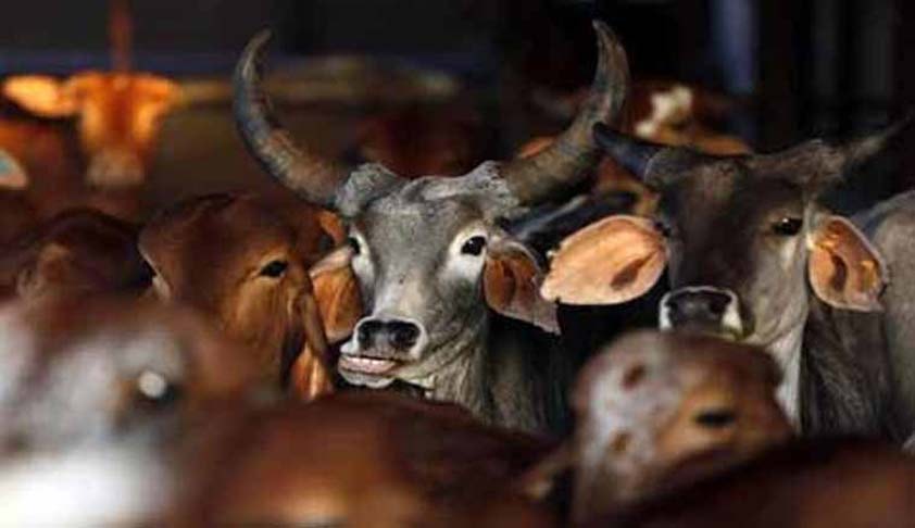 slaughter ban slaughter ban sc clarifies today