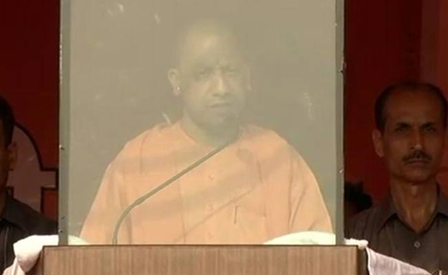 yogi