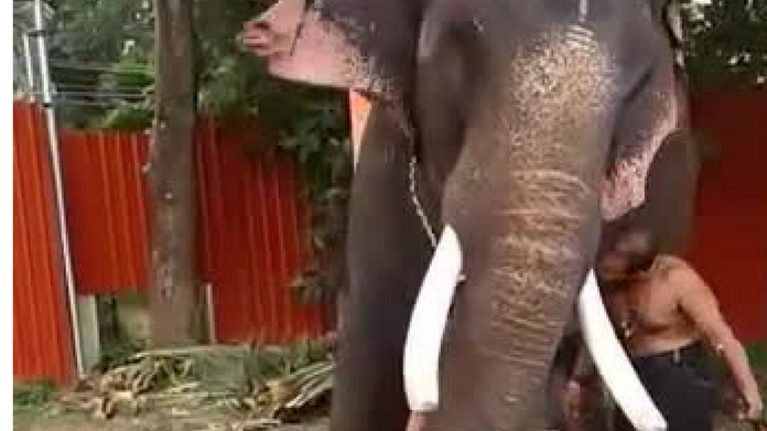 elephant