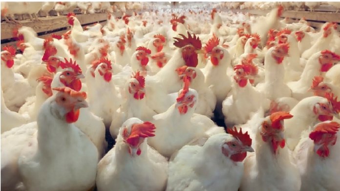 poultry farm