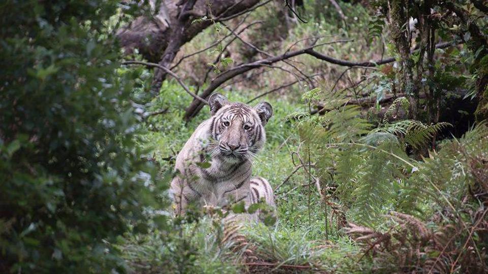rare white tiger spotted at nilgris