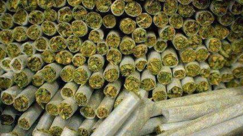 cannabis should be legalised says menaka gandhi