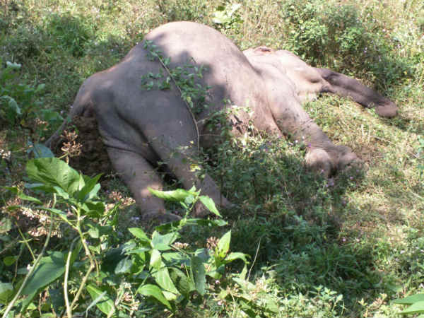 wild elephant dead pooyamkutty forest
