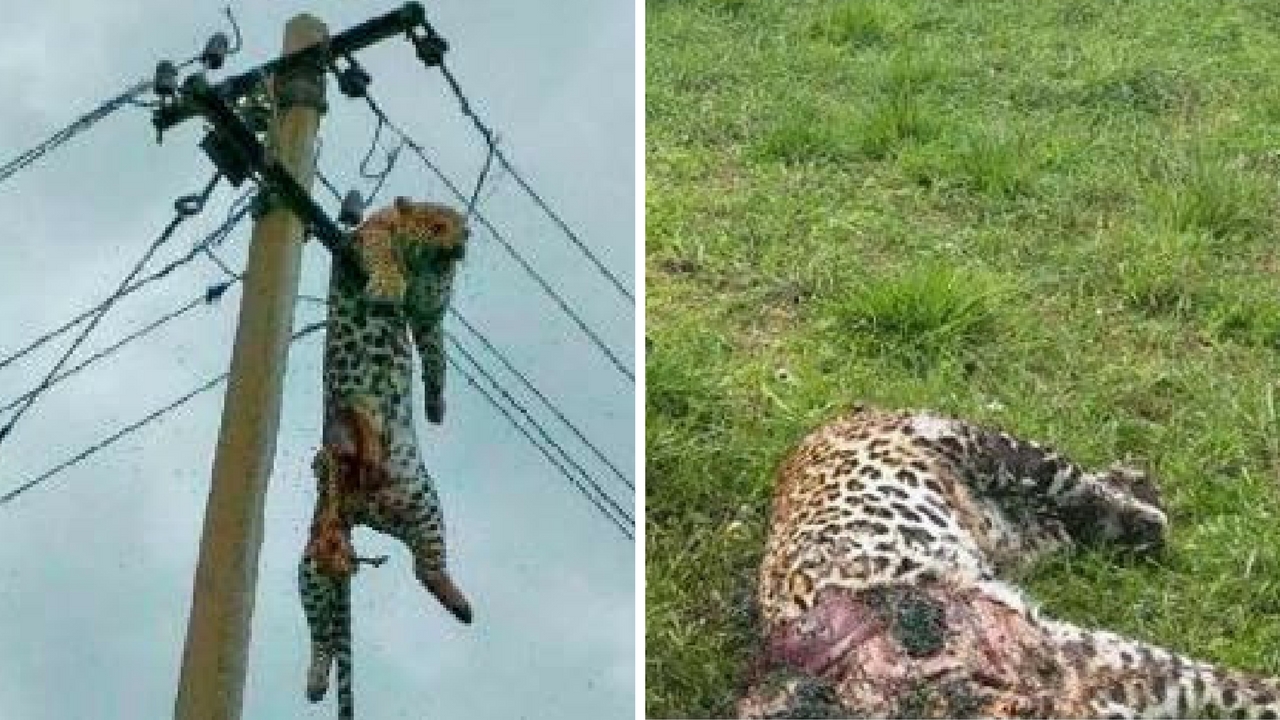 leopard died in electric post