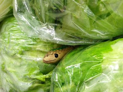 woman and daughter hospitalized after consuming snake hidden in cabbage
