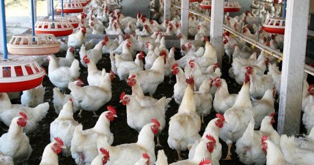 poulty farming