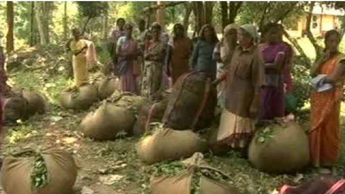 punalur plantation