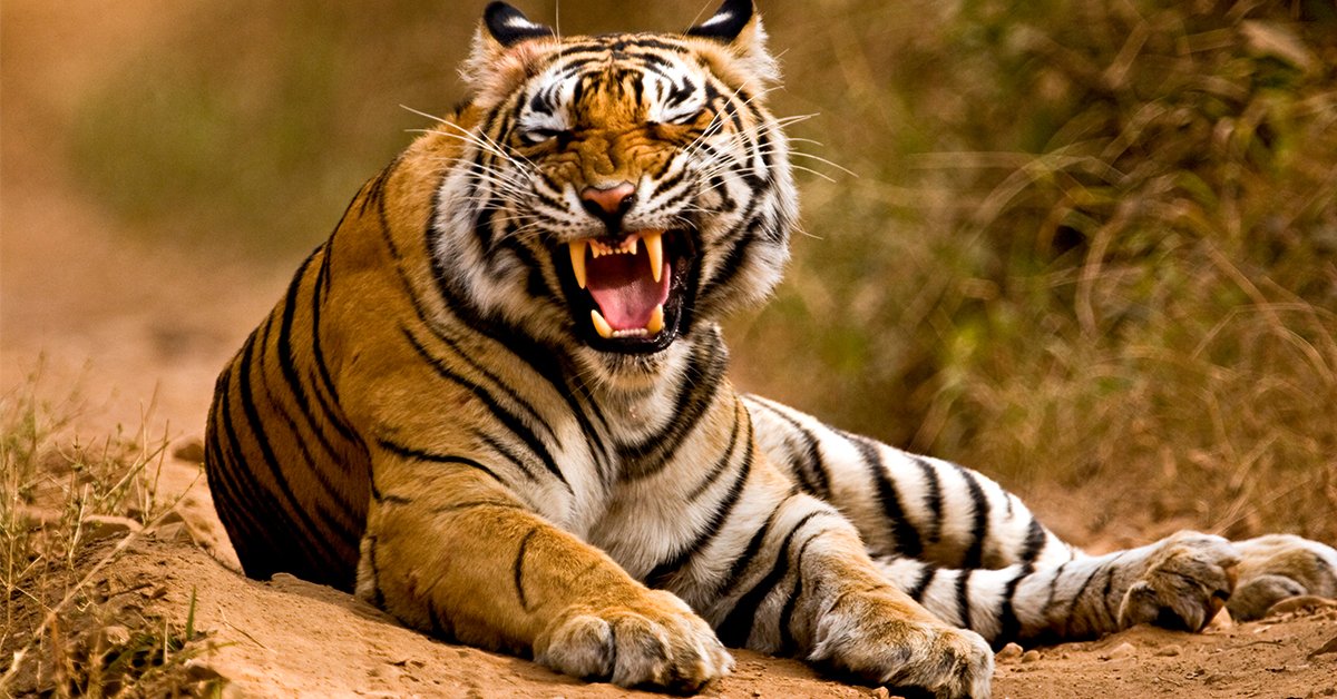 world tiger day tiger survey begins today