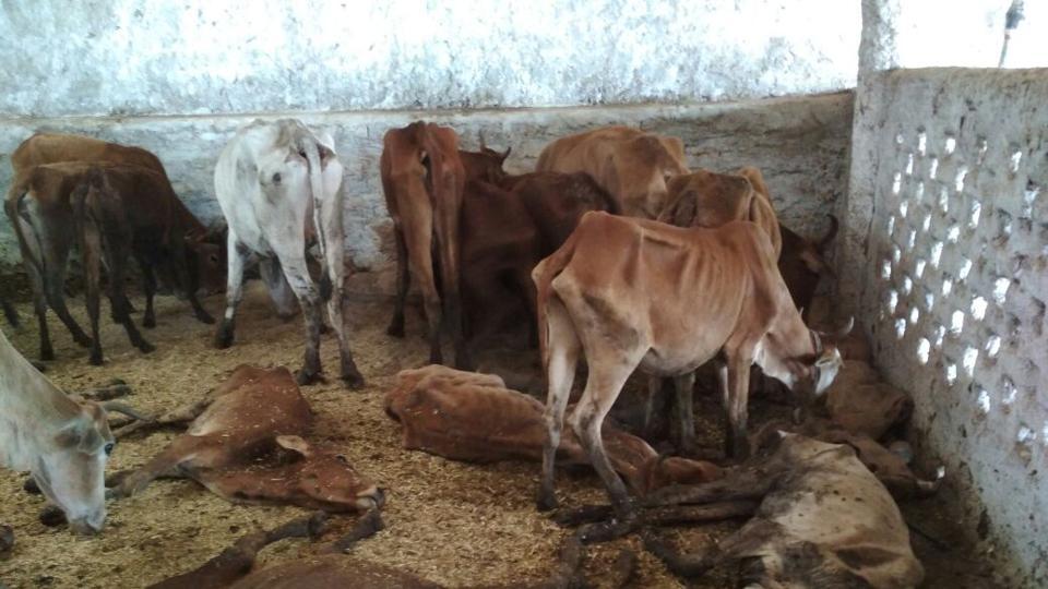 bjp leader booked for death of 200 cows owned by him