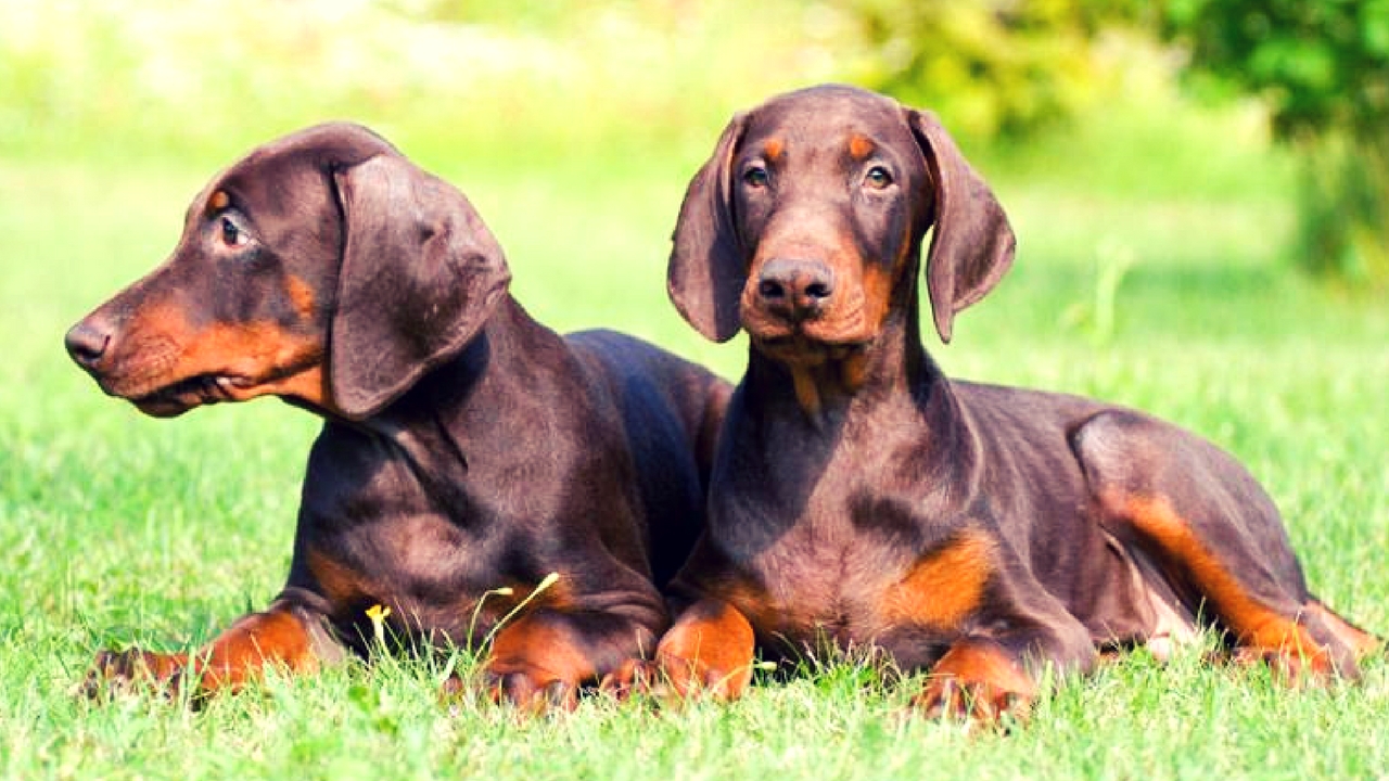 doberman