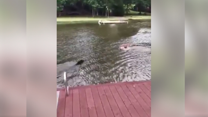dog tries rescuing man from drowning