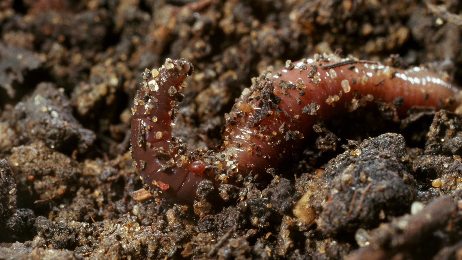 two new earthworm species found