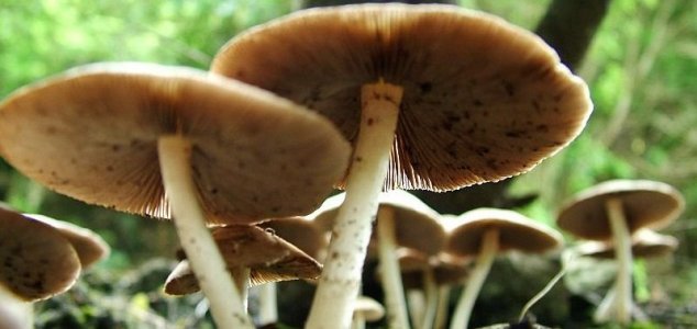 beijing giant mushroom