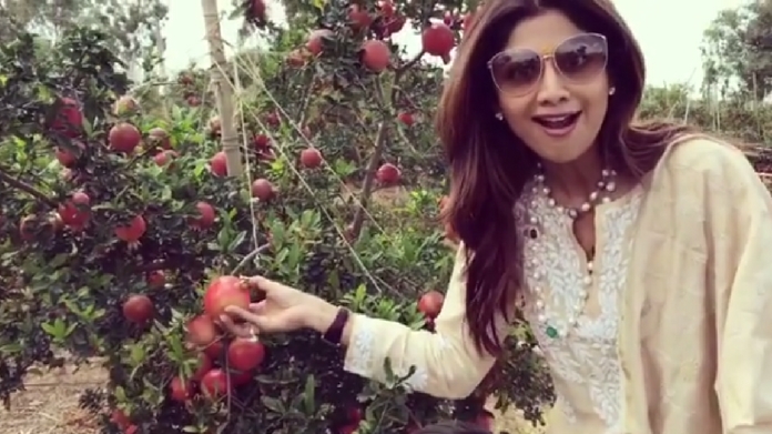 shilpa shetty at pomegranate orchard video