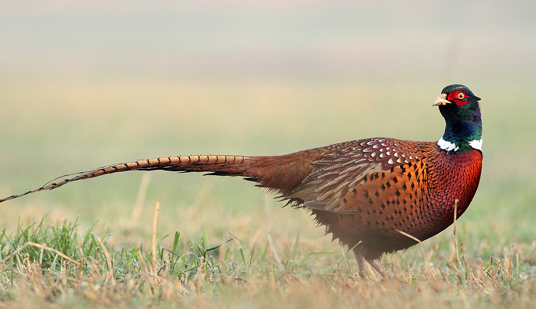 Pheasant the bird can sense earthquake