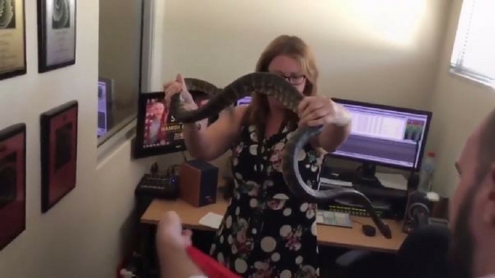snake in news room australia