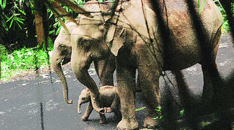 white-elephant