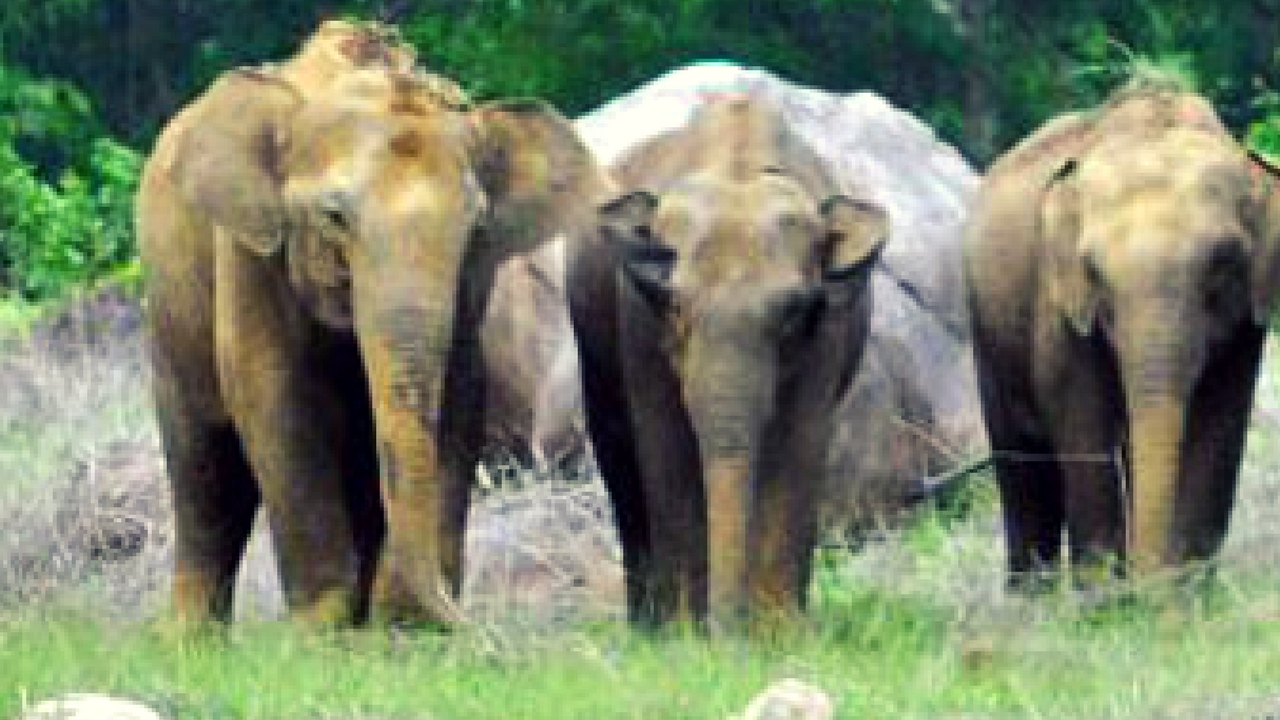 wild elephant (1)